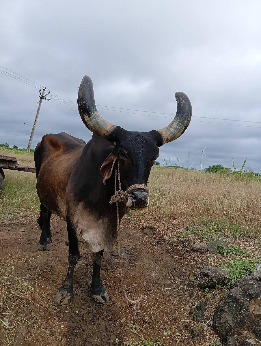 થંબનેલ 2