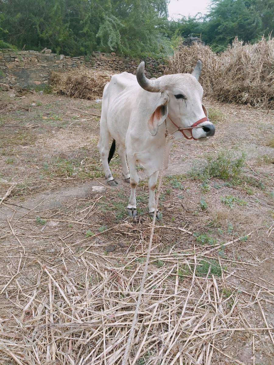 થંબનેલ 3