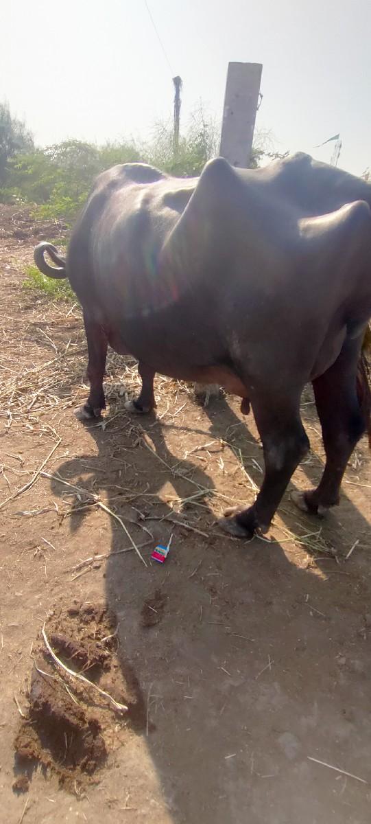 થંબનેલ 3