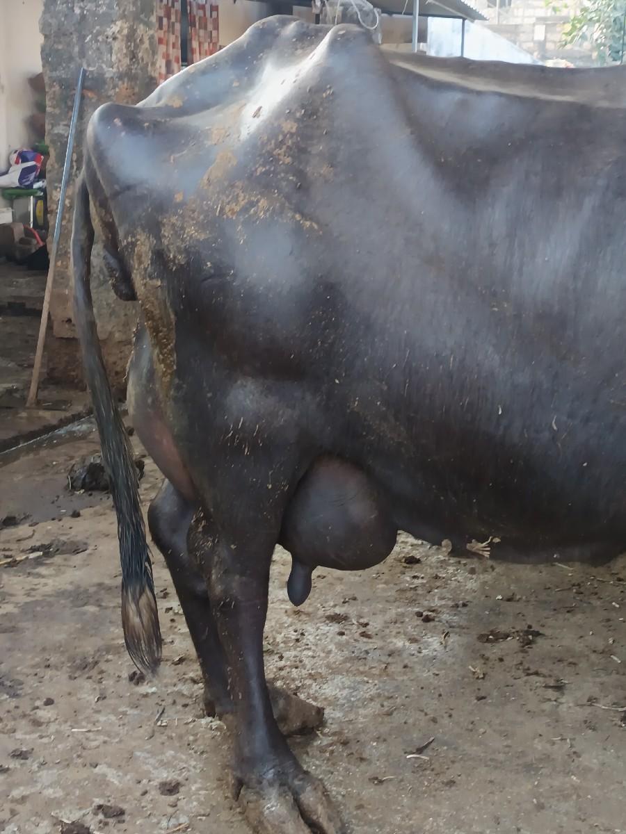 થંબનેલ 2