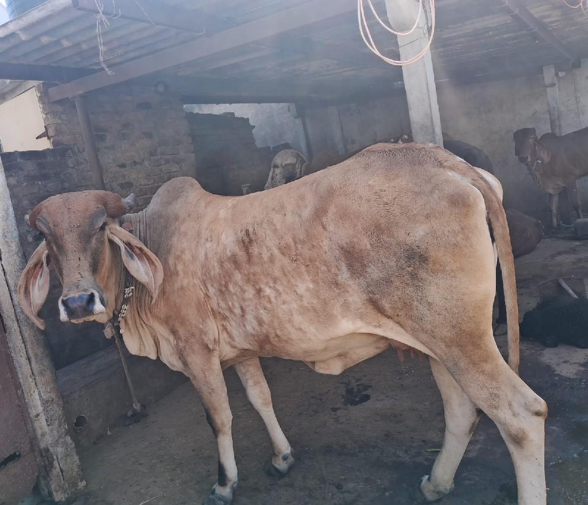 થંબનેલ 2