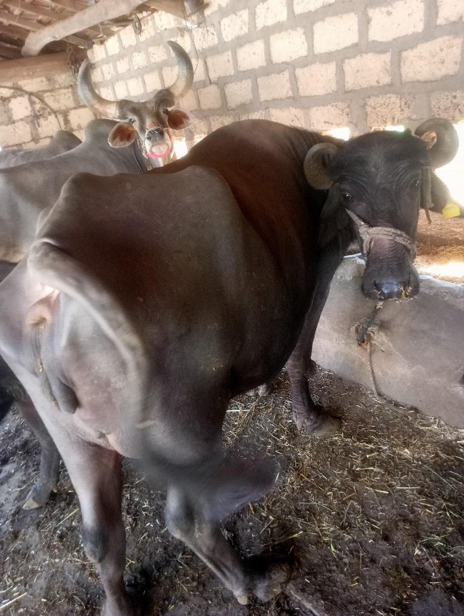 ભેસ વેસવા ની છે.