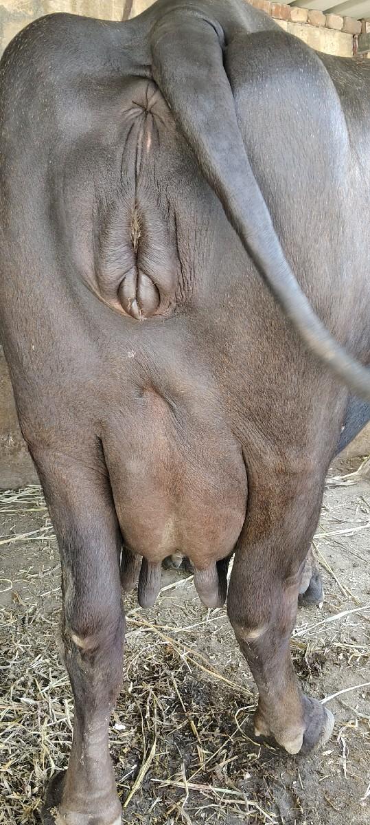 થંબનેલ 2