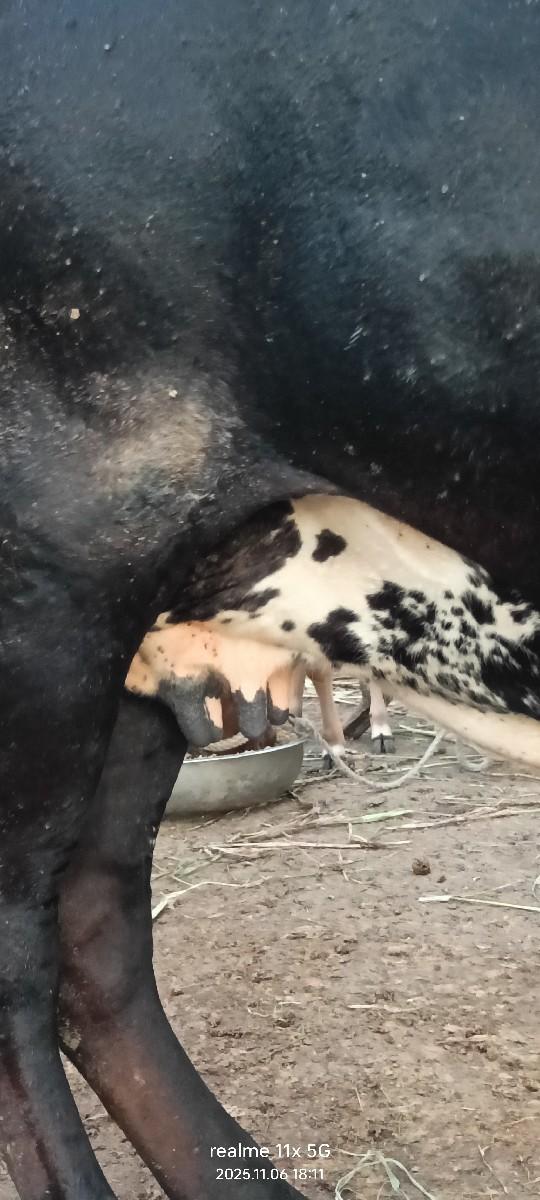 થંબનેલ 5