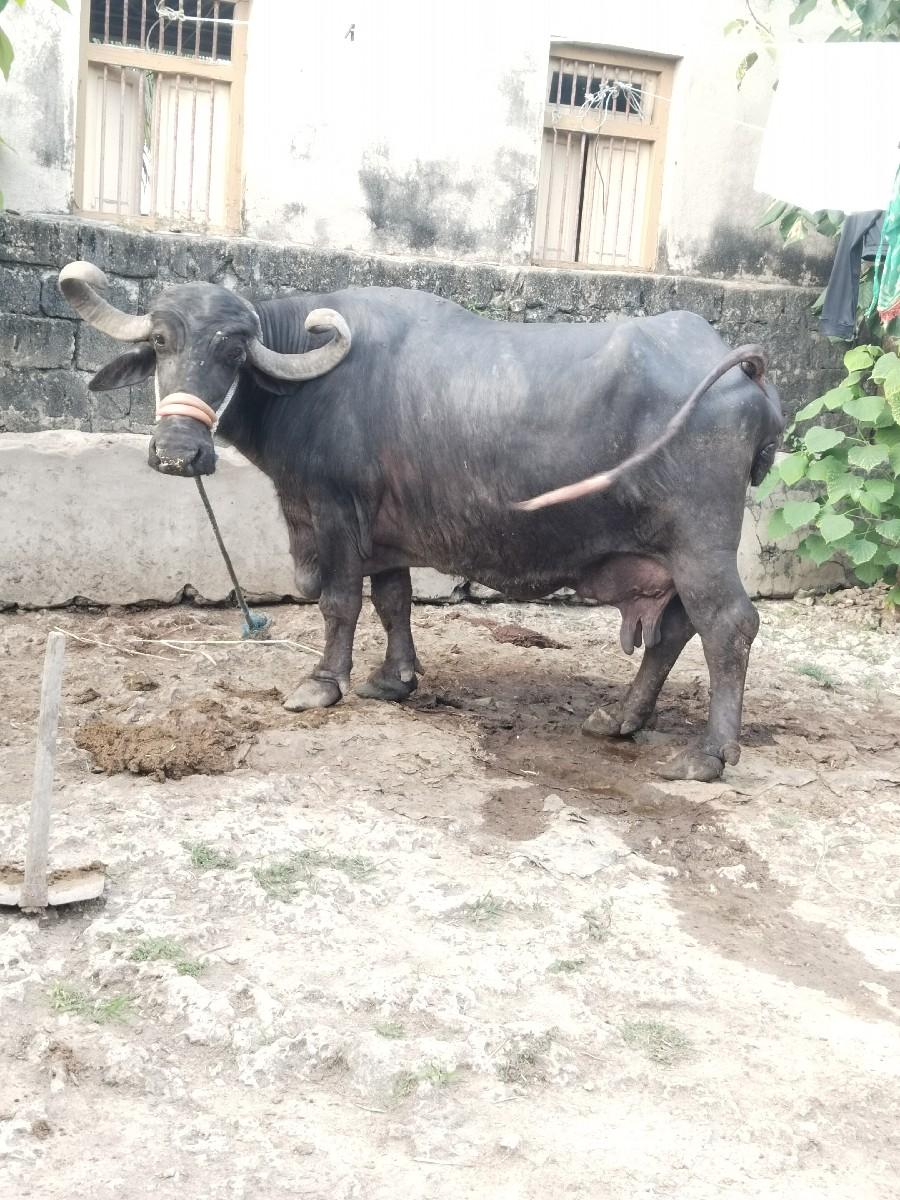 આ ભેસ વેચવાની છે છે