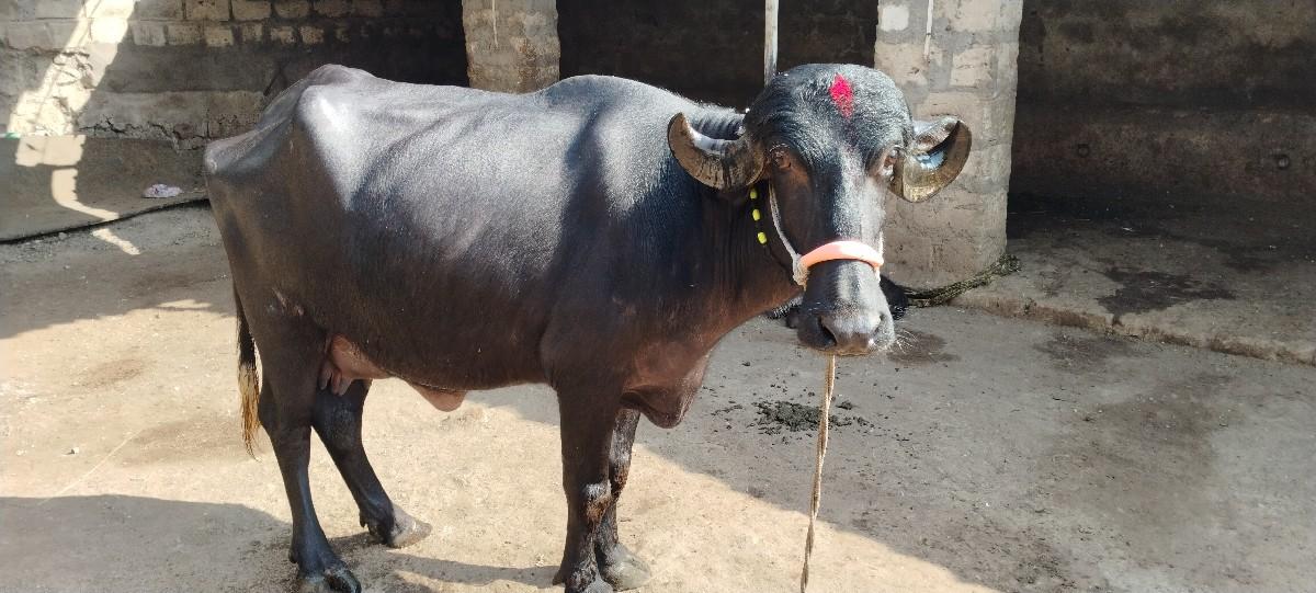 થંબનેલ 2