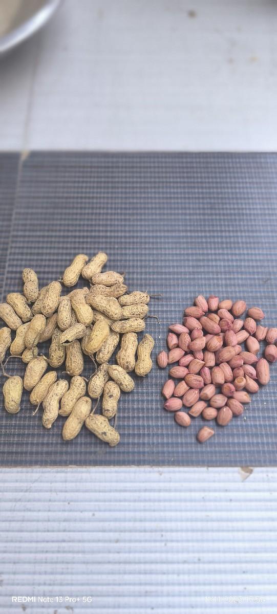 માંડવી નું બિયારણ વેચવાનું છે