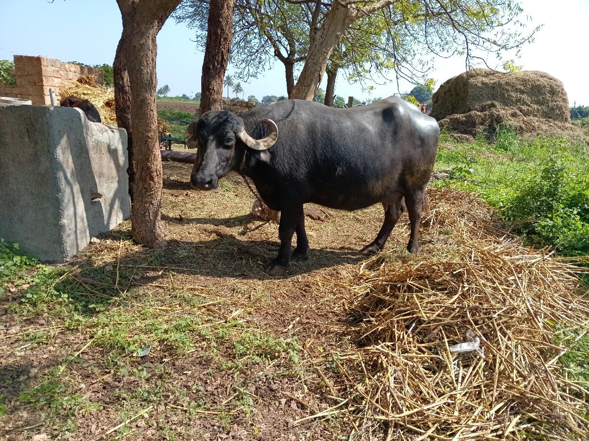 થંબનેલ 2