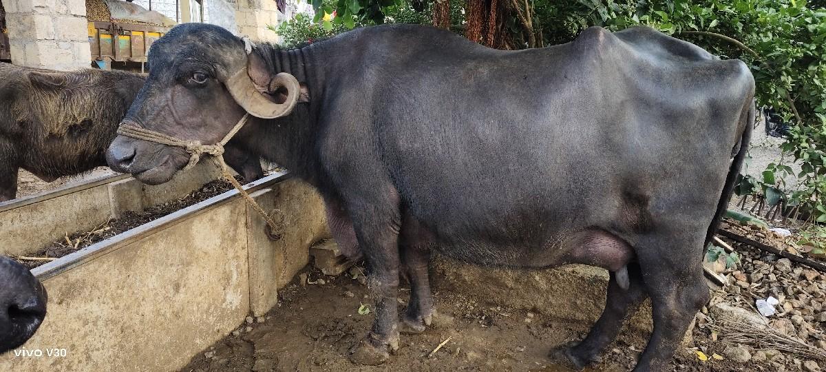 8 10 દિવસ ની કાચી બીજી વેતર