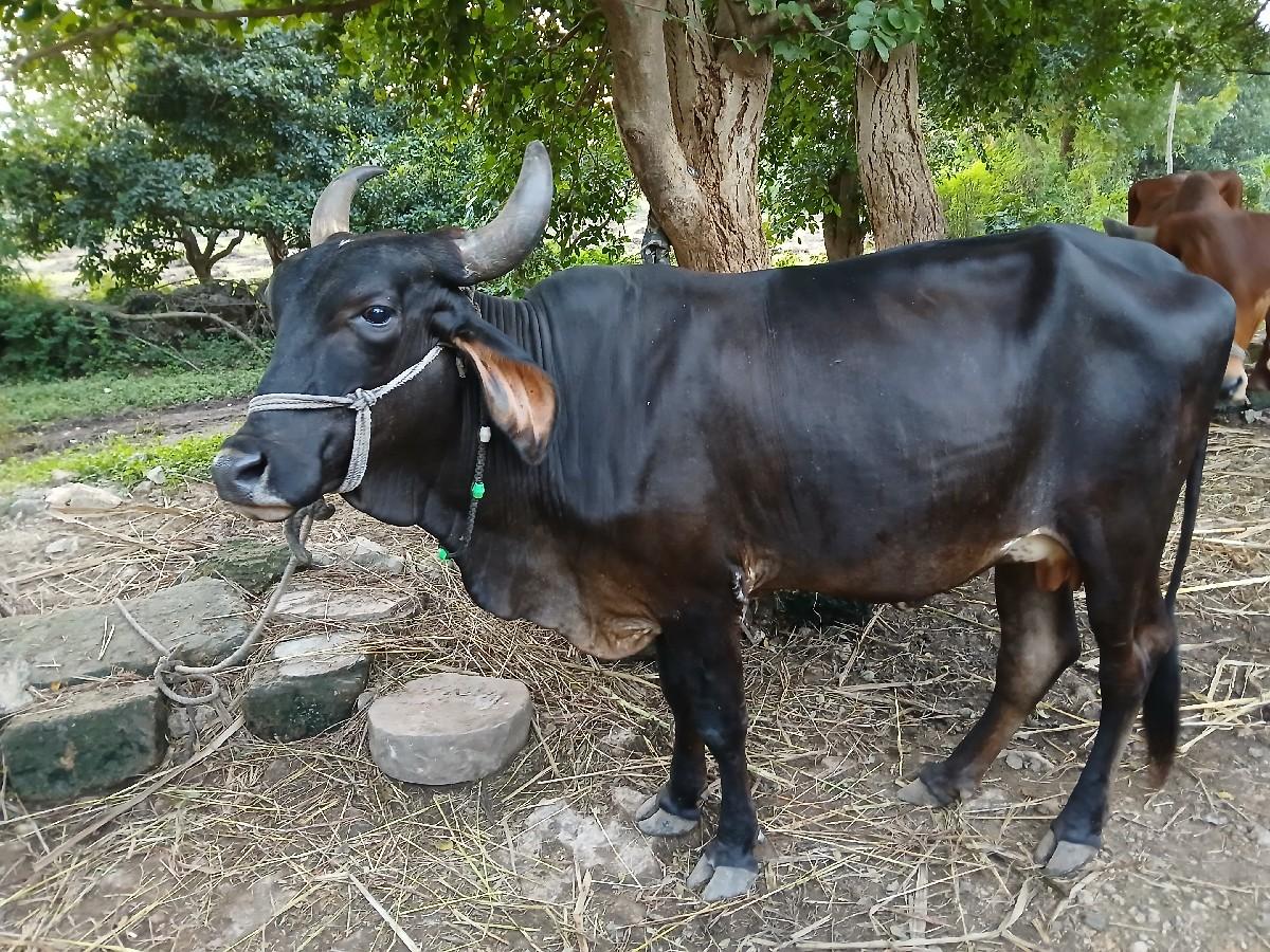 થંબનેલ 2