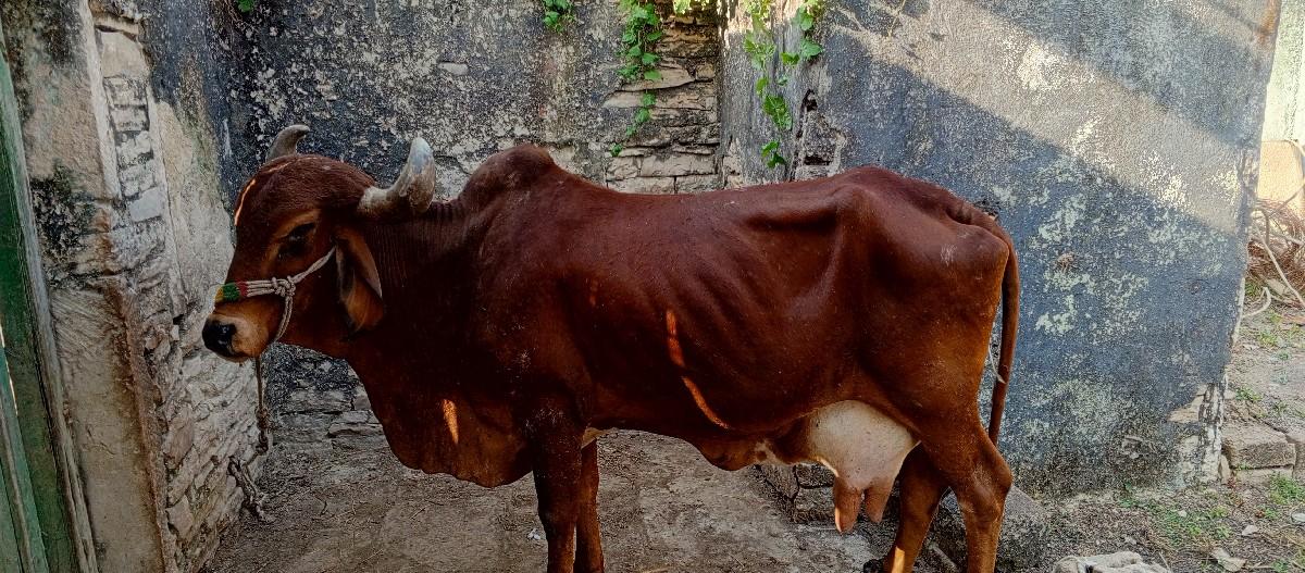 ગાય વેચવાની છે