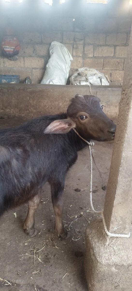 થંબનેલ 3