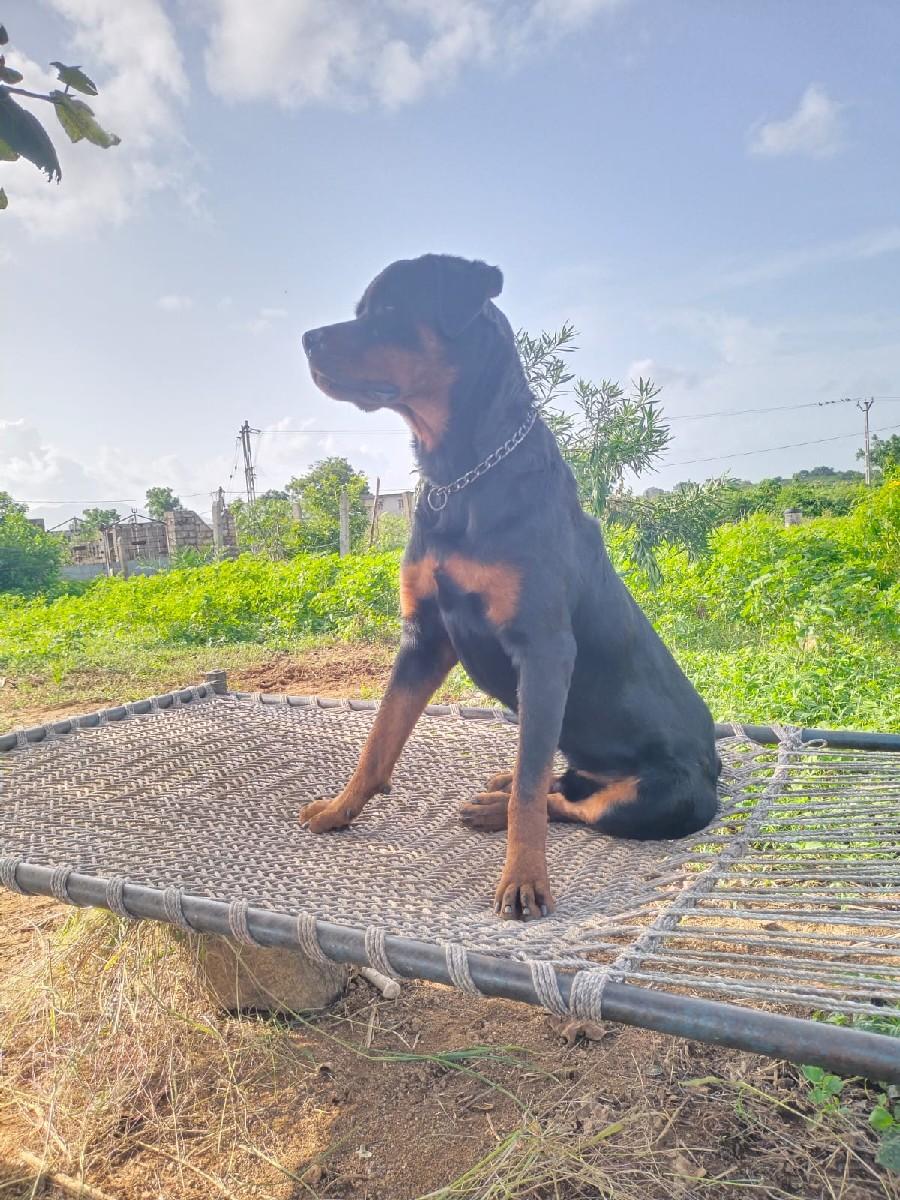 થંબનેલ 3