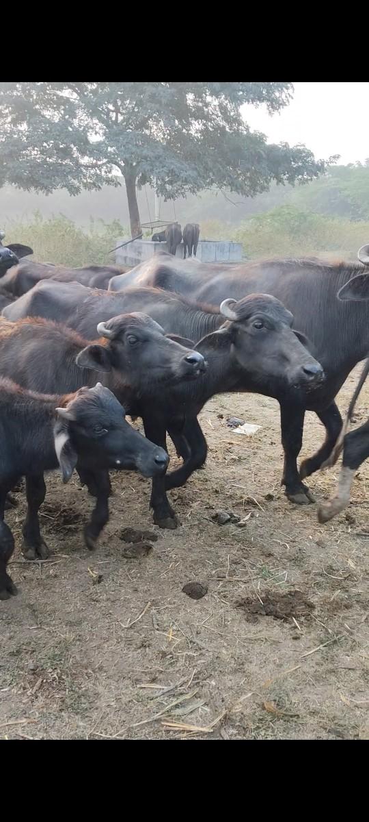 થંબનેલ 2