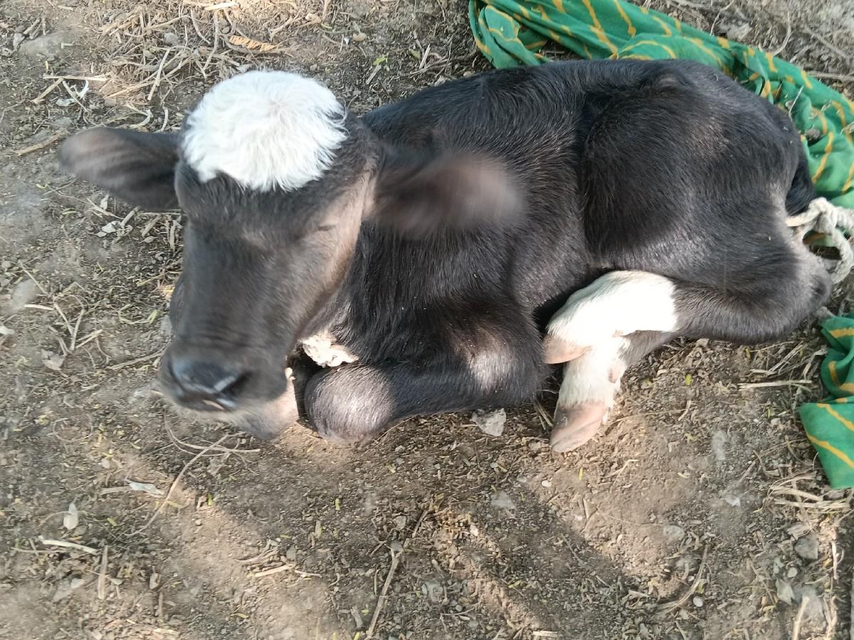 થંબનેલ 3