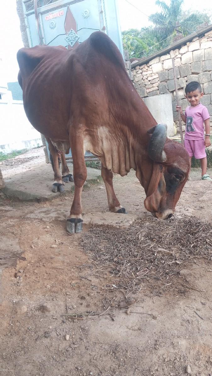 ગાય વેચવાની છે