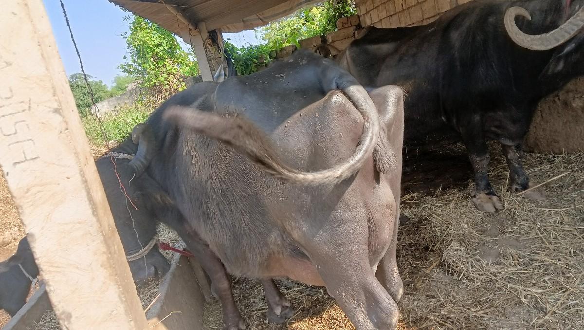 થંબનેલ 2