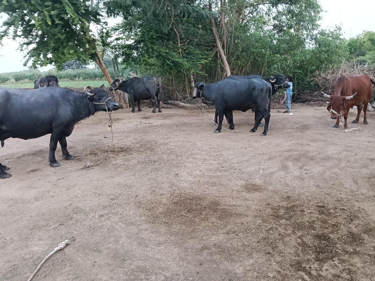 થંબનેલ 2