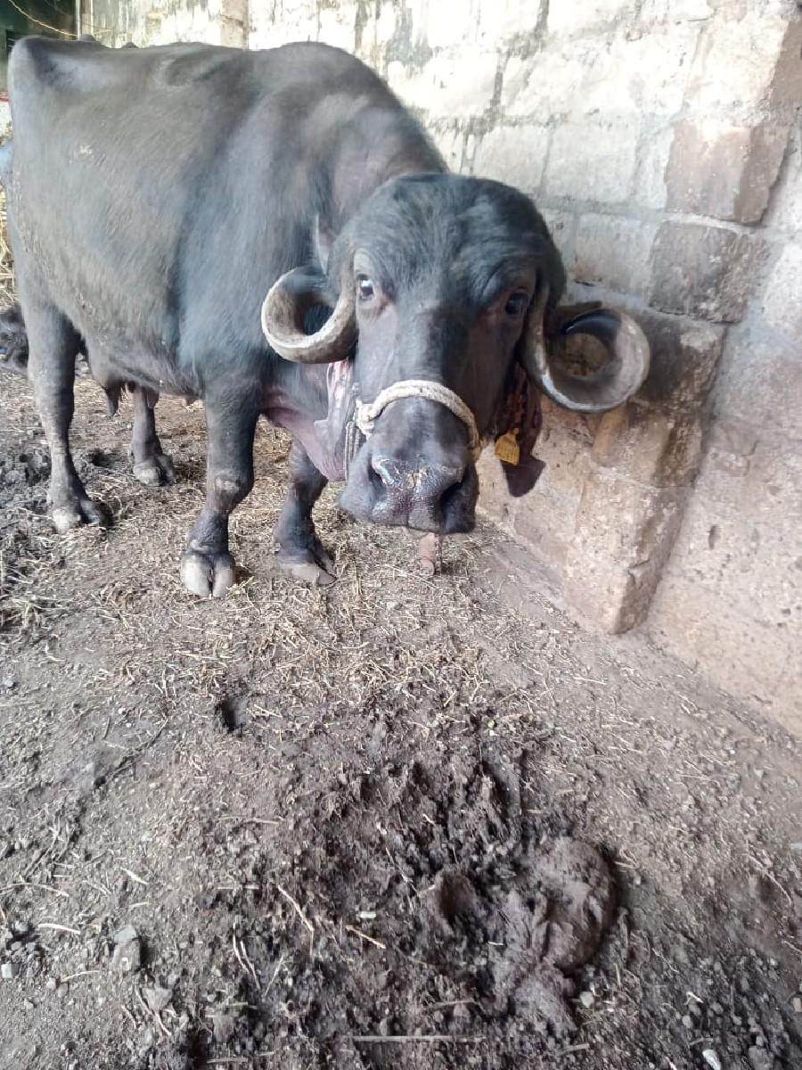 થંબનેલ 2