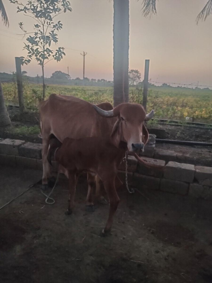 ગાય વેચવાની છે
