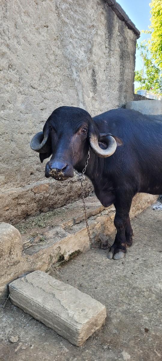 થંબનેલ 3