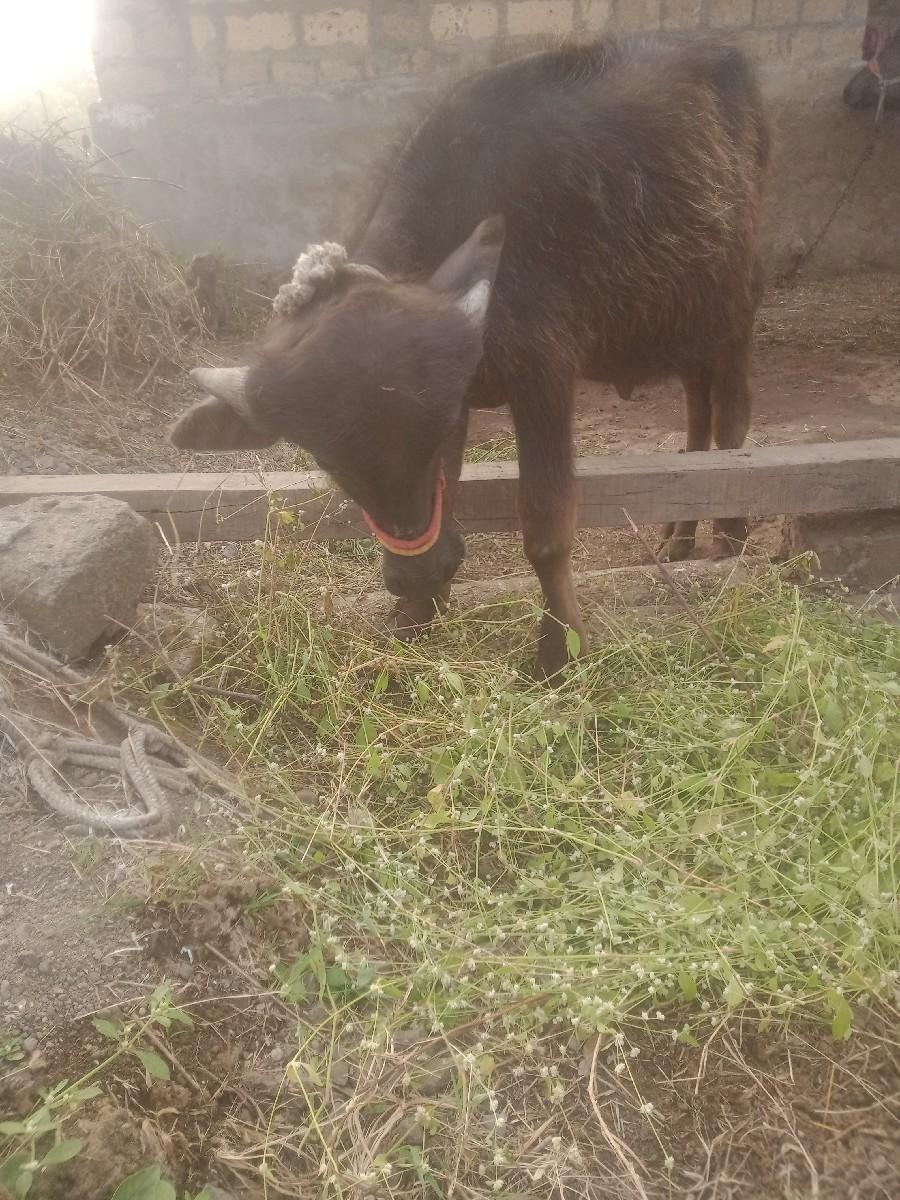 પાડો વેચવાનો છે