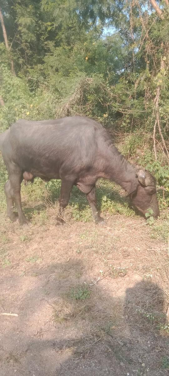 થંબનેલ 3