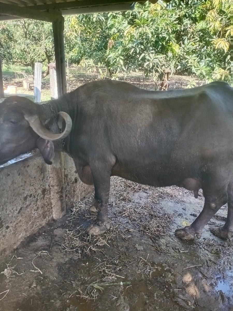 થંબનેલ 3