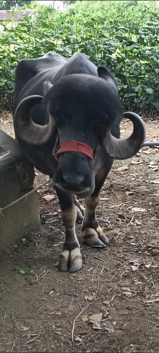 થંબનેલ 3