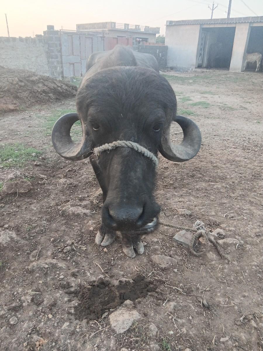 થંબનેલ 3