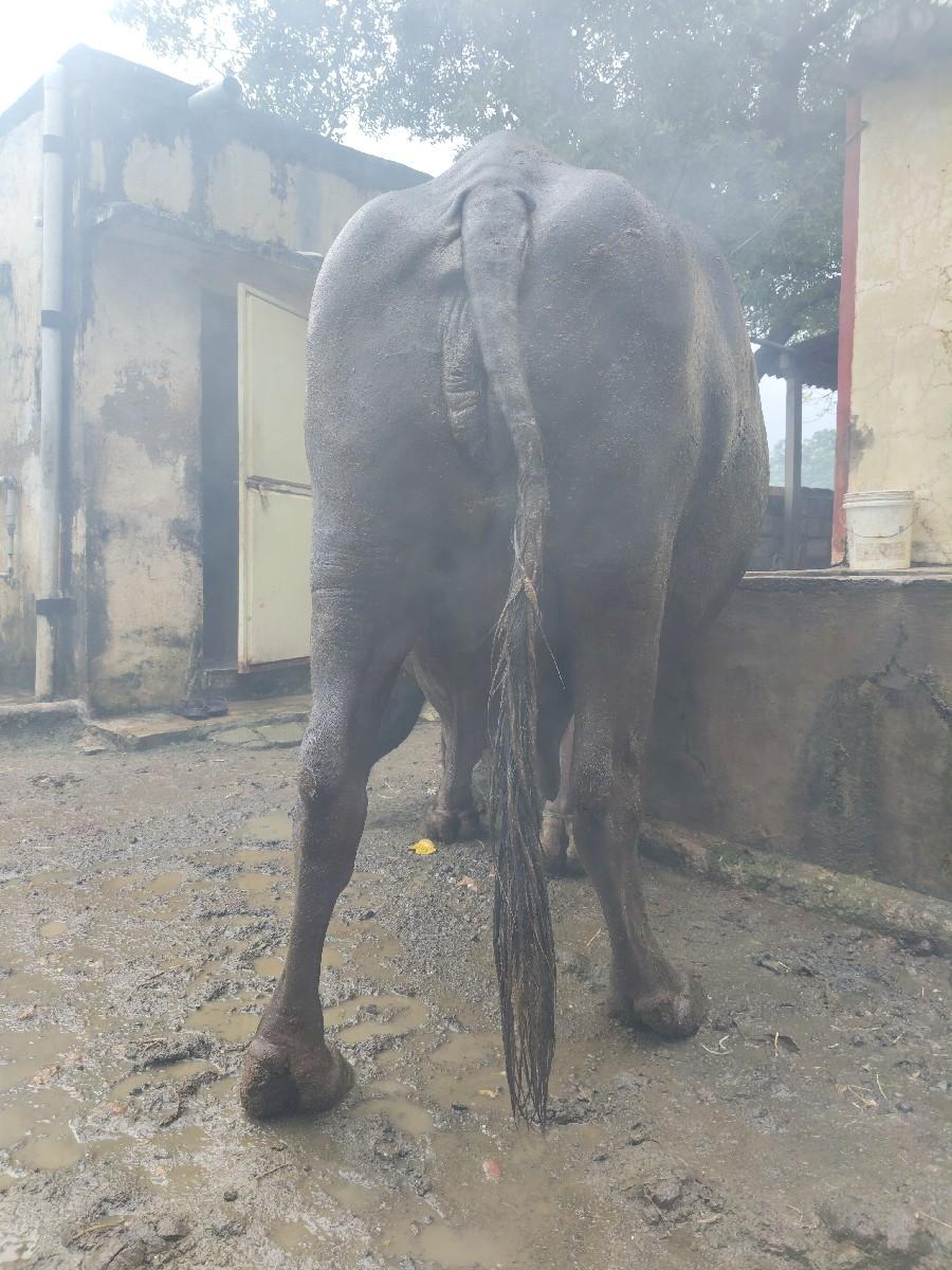 ભેસ દેવાની છે