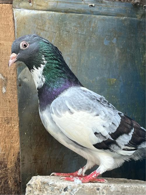 થંબનેલ 2