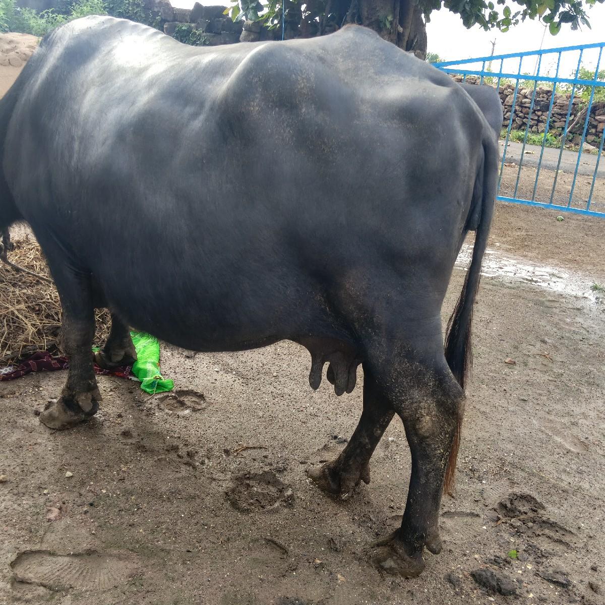 થંબનેલ 2