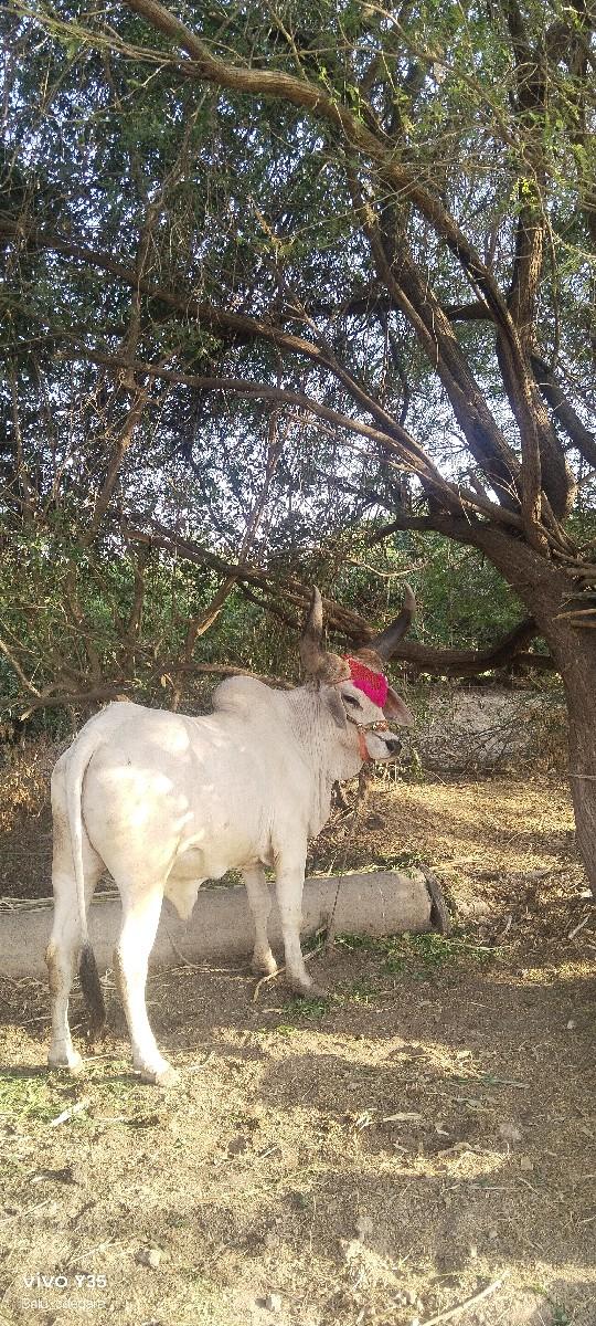 થંબનેલ 3