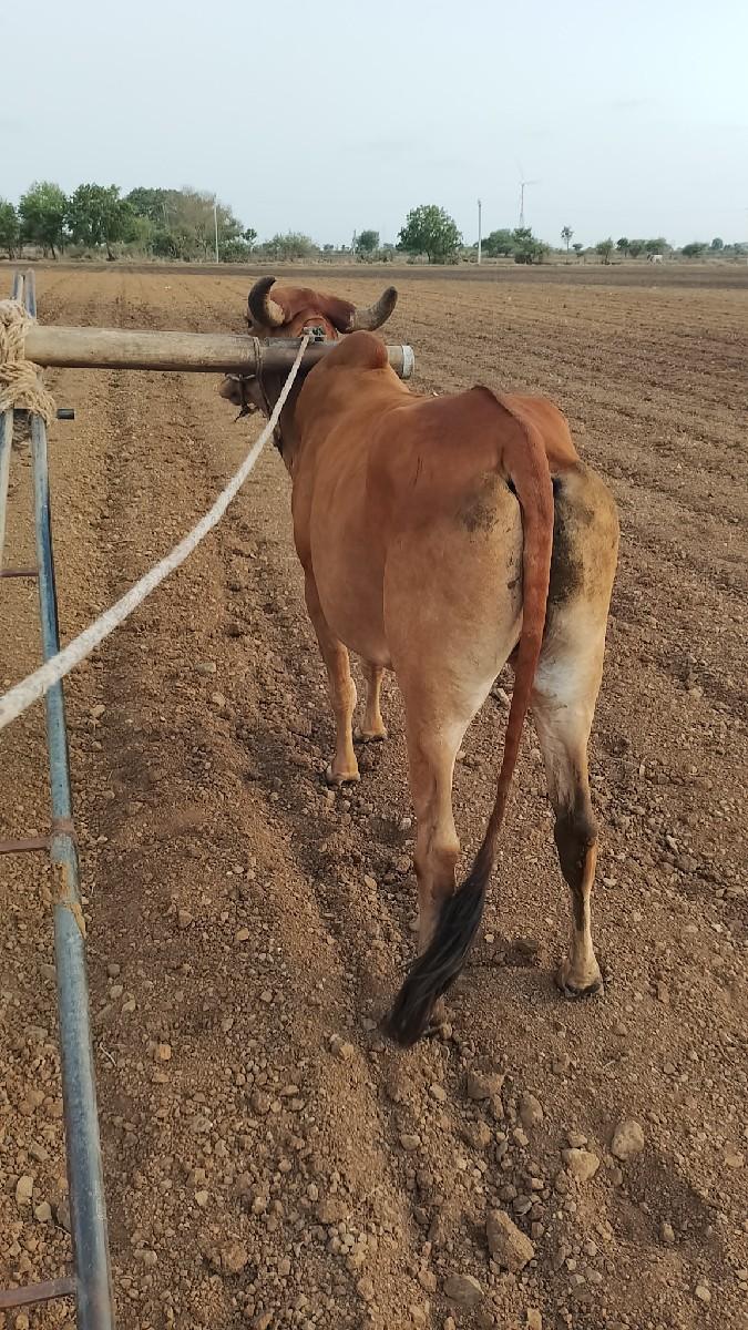 એક વાવણી વાવેલ છે