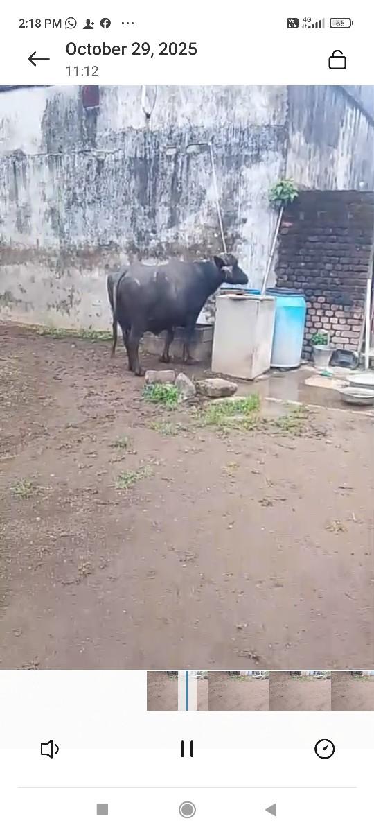 થંબનેલ 3