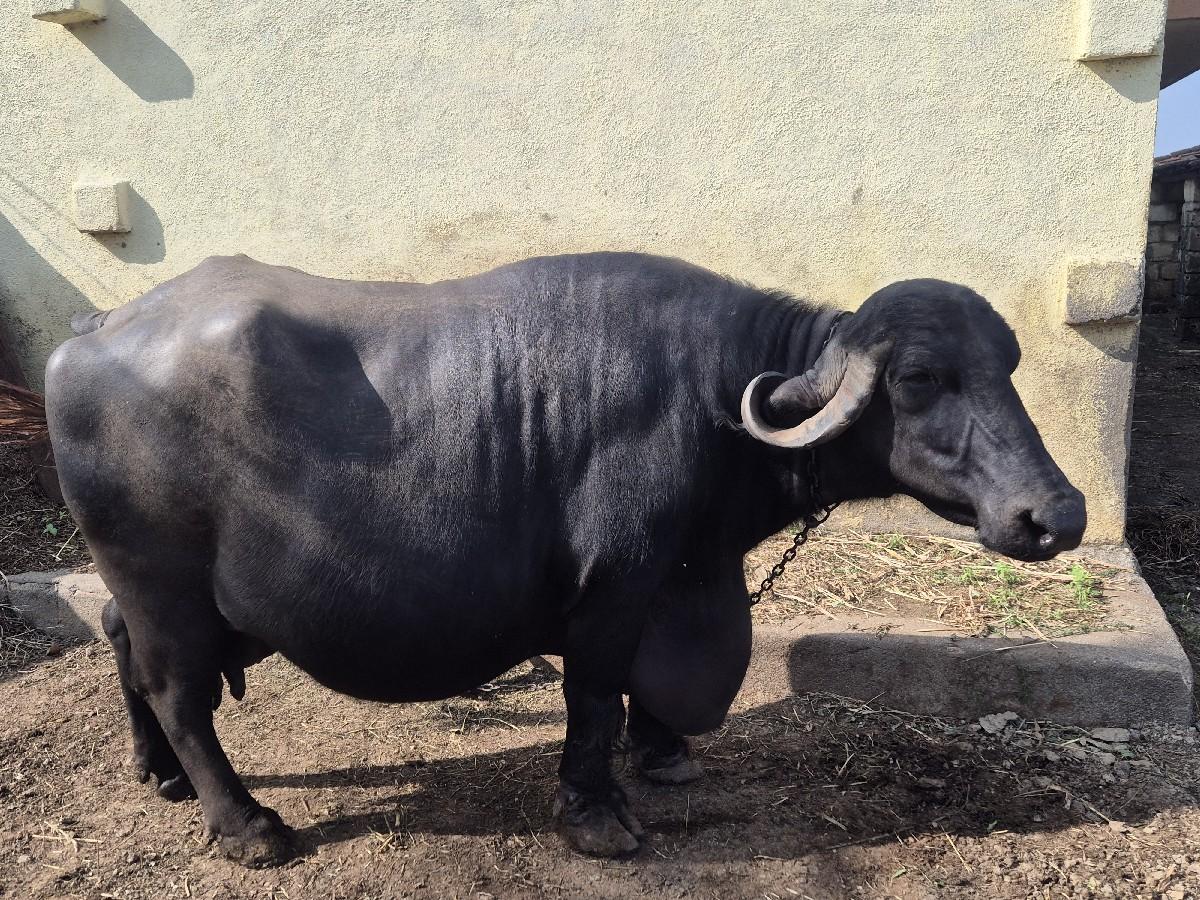 થંબનેલ 3