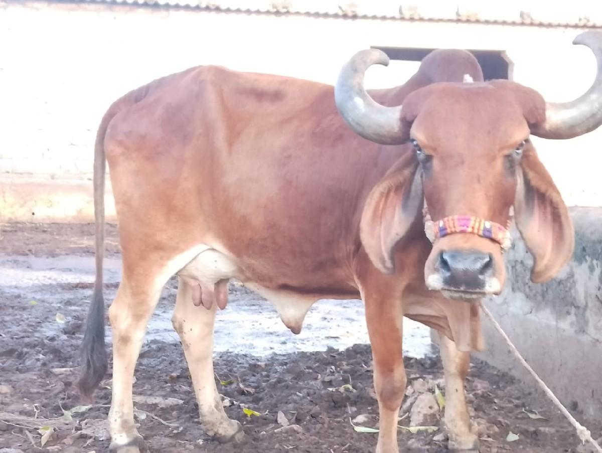 થંબનેલ 2