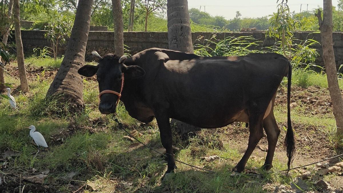 થંબનેલ 3