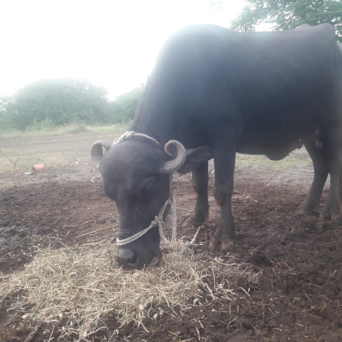 પેલું વેતર વિયાવેલ છે