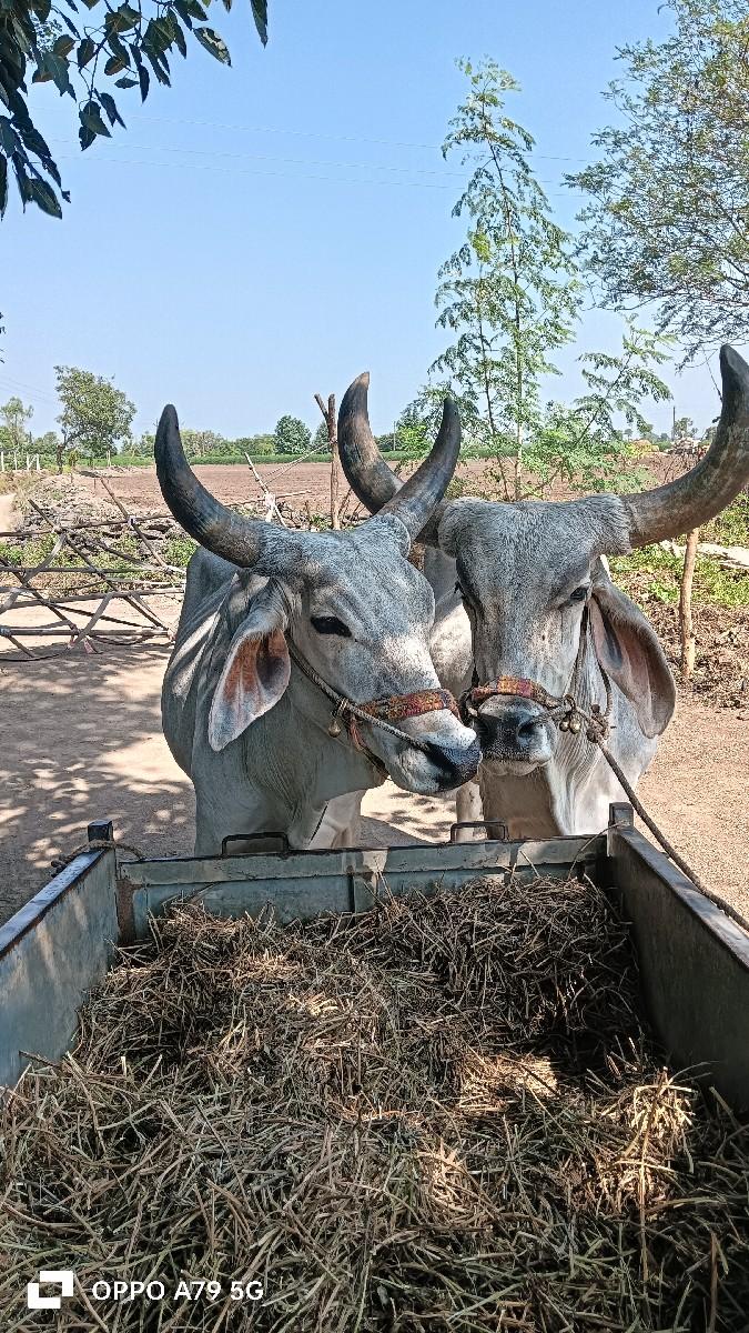 ગોઢલા વેશવા ના છે