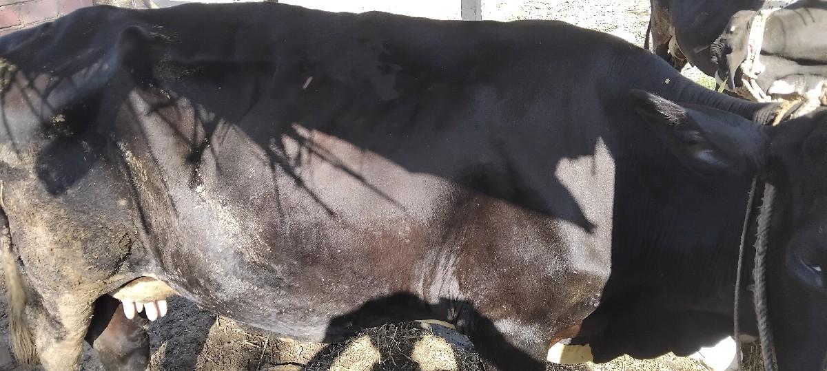 ગાય. વેશવાની.છે.