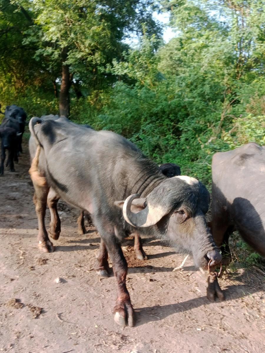 થંબનેલ 3