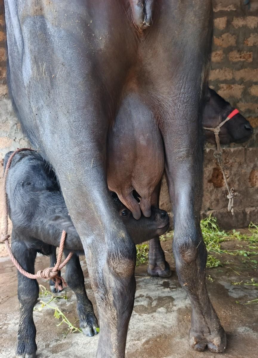 થંબનેલ 4