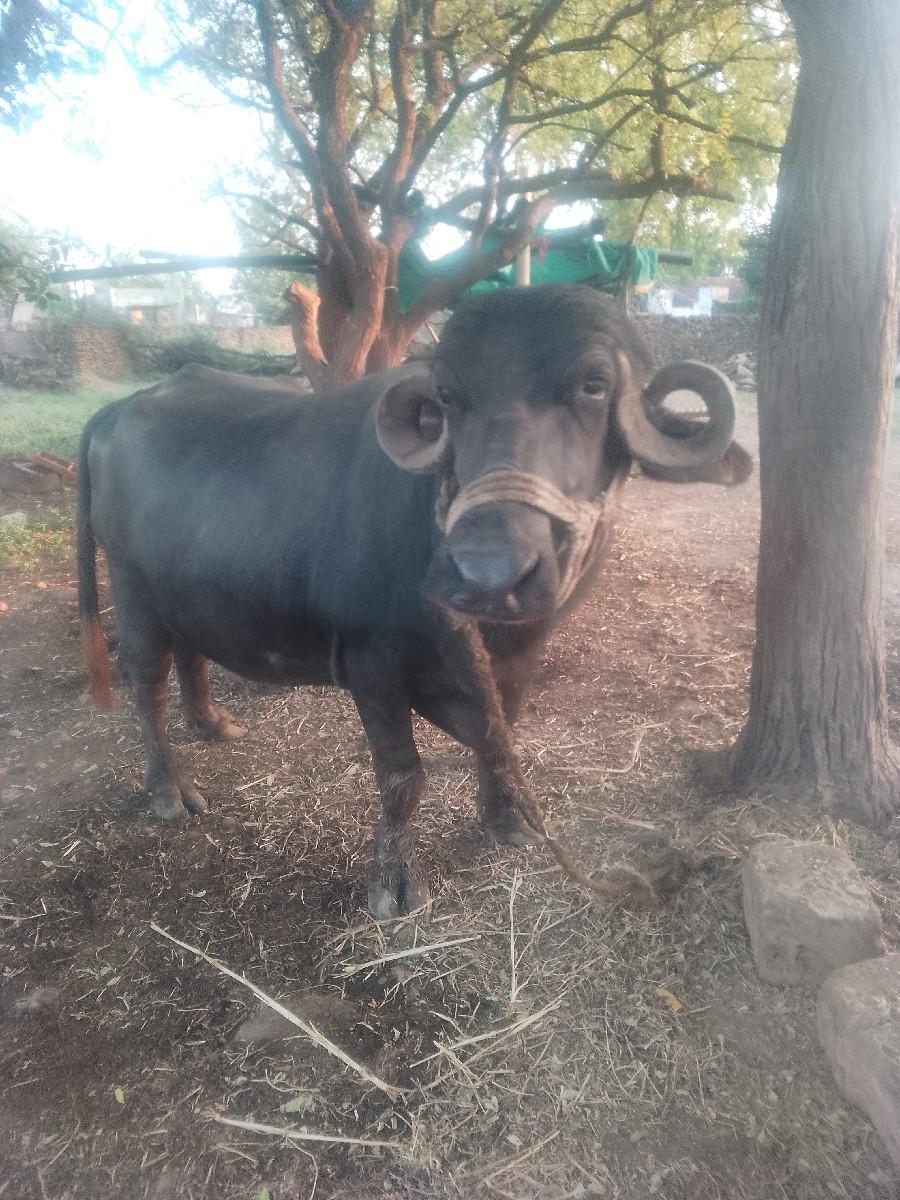 થંબનેલ 3