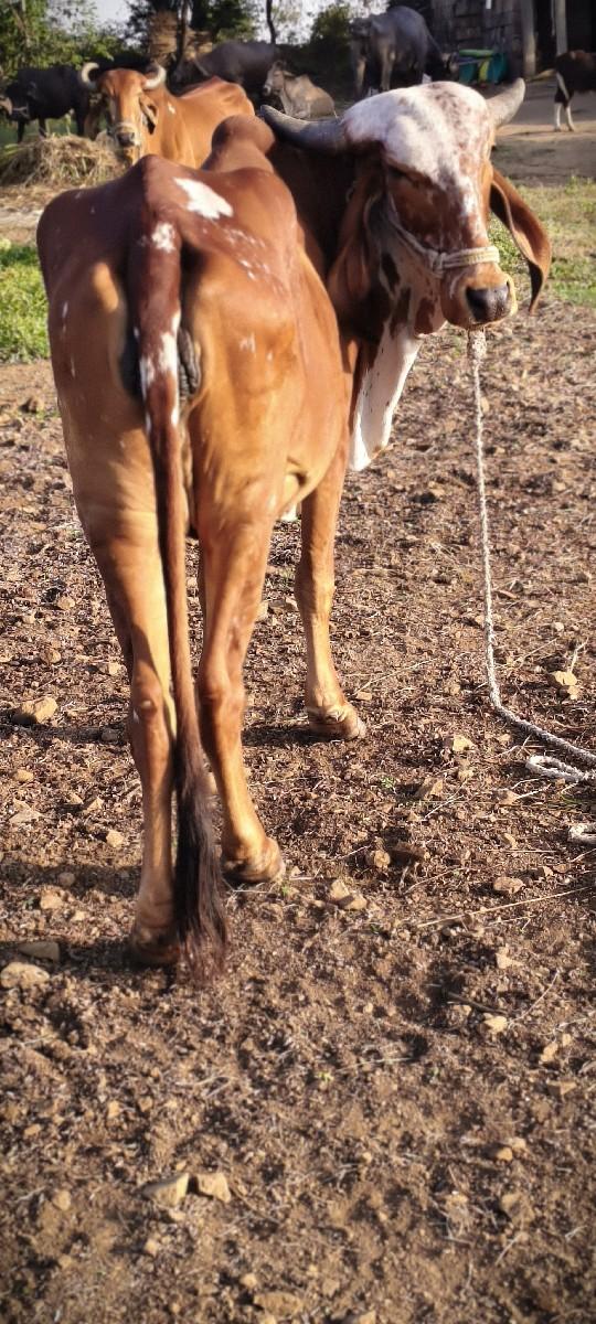 થંબનેલ 3