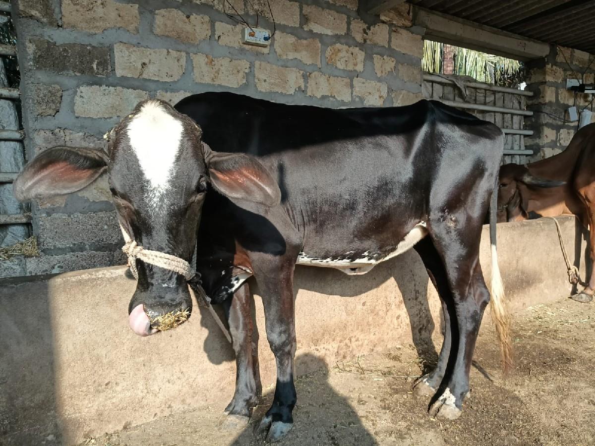 થંબનેલ 3