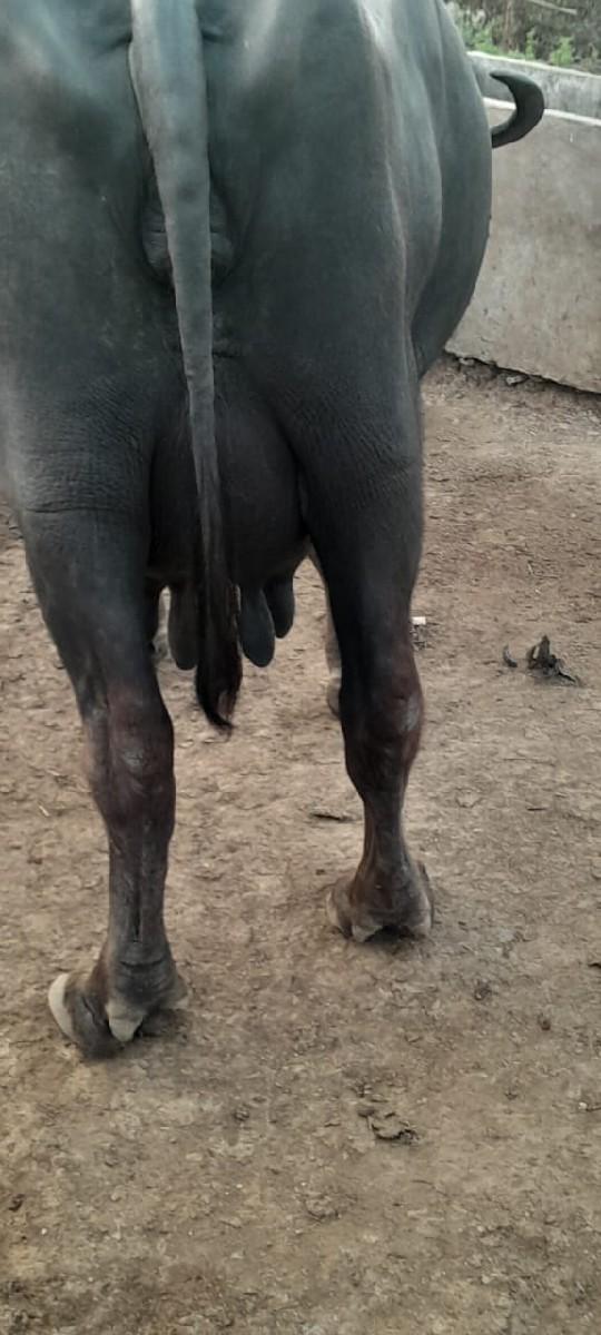 થંબનેલ 3