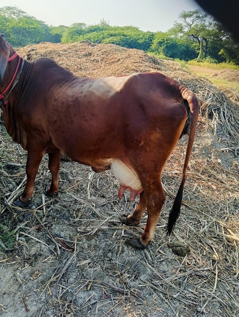 ગાઈદેવાનીછેકોસ