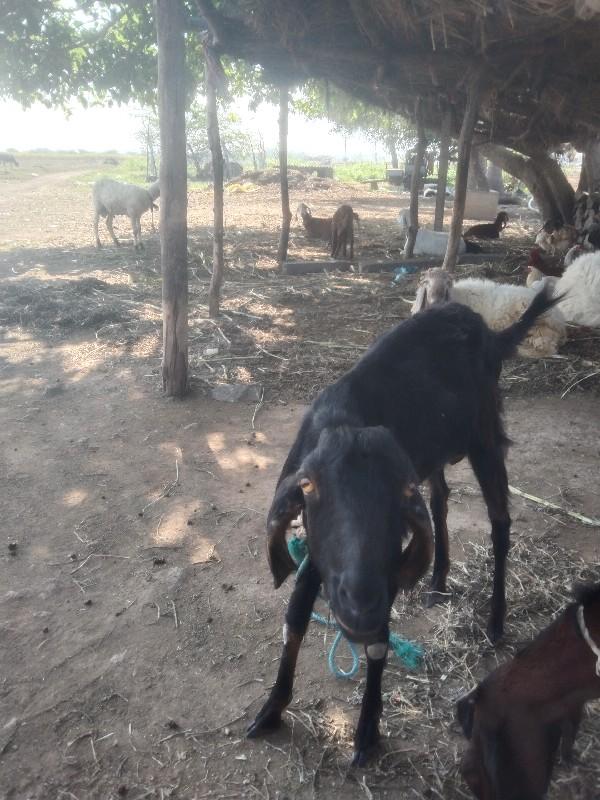 બકરો વેચવા નો છે
